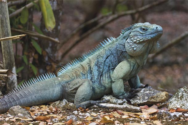 Grand Cayman Blue Iguana | reptile conservation