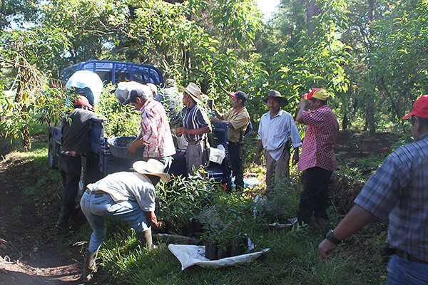 Loading young trees to be planted on the truck