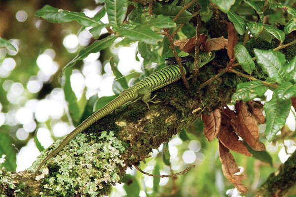Abronia with transmitter