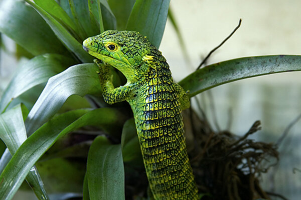 Abronia meledona