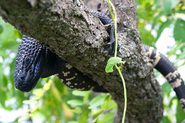Guatemalan beaded Lizard in Tree