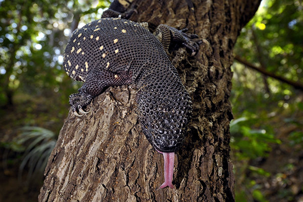 Guatemalan beaded Lizard