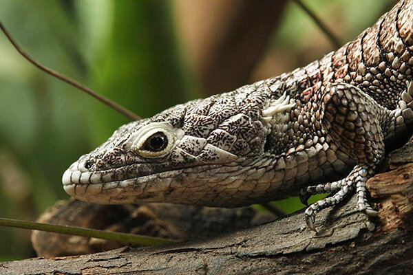 Campbell’s Alligator Lizard (Abronia campbelli)