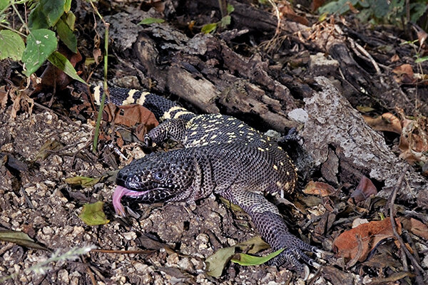 Guatemalan Bead Lizard