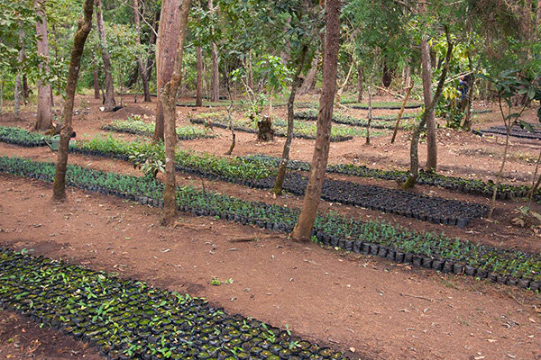Seedlings for reforestation