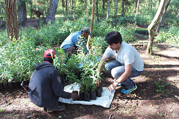 Local residents moving young trees to be planted